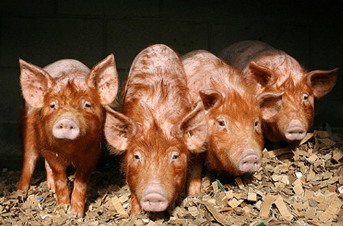 pigs at a farm