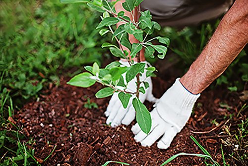 The hands of a person planting trees