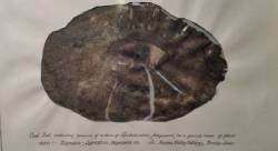 A decorative frame holds a picture of a peel with a large stem