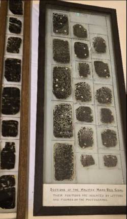 A display case featuring a collection of black and white microscope slides arranged for viewing.