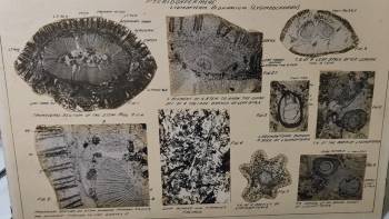 A detailed poster featuring an assortment of botanical images, highlighting their unique textures and colours