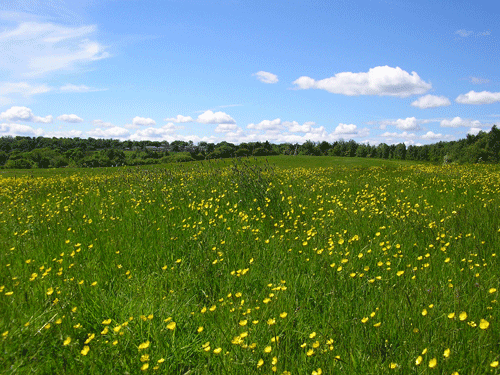 Oakwell Hall landscape