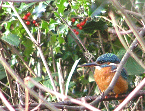 Oakwell Hall nature trail with a kingfisher bird