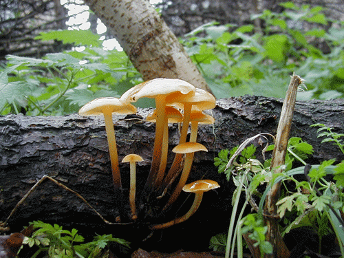 Oakwell Hall woods with mushrooms