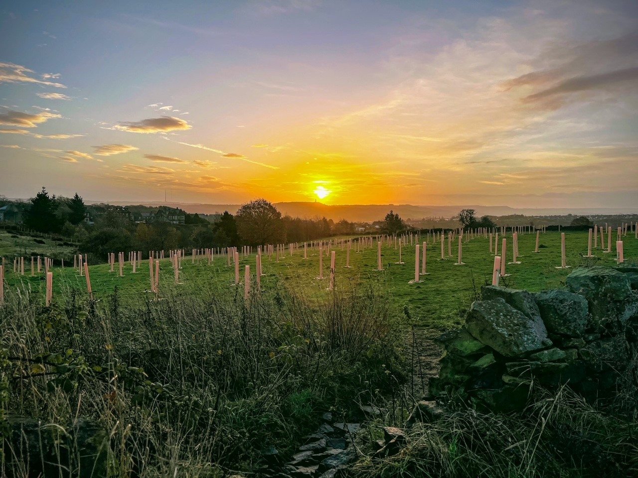 A tree planting site in Quarmby at sunset