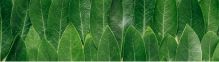 A supporting image of green leaves